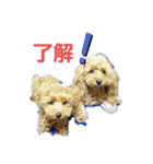 トイプーのチョコチップⅢ（個別スタンプ：9）