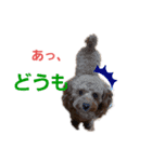 トイプーのチョコチップⅢ（個別スタンプ：10）