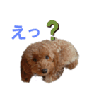 トイプーのチョコチップⅢ（個別スタンプ：12）