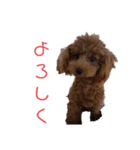 トイプーのチョコチップⅢ（個別スタンプ：13）