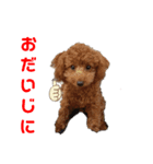 トイプーのチョコチップⅢ（個別スタンプ：16）