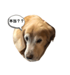 golden retriever ✳︎Nara✳︎（個別スタンプ：3）