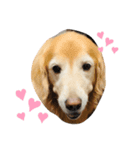 golden retriever ✳︎Nara✳︎（個別スタンプ：4）
