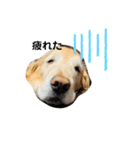 golden retriever ✳︎Nara✳︎（個別スタンプ：5）