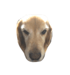 golden retriever ✳︎Nara✳︎（個別スタンプ：6）