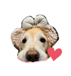 golden retriever ✳︎Nara✳︎（個別スタンプ：7）