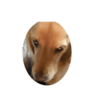 golden retriever ✳︎Nara✳︎（個別スタンプ：8）