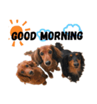犬＆ベイビー（個別スタンプ：4）