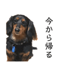 犬＆ベイビー（個別スタンプ：11）