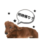 犬＆ベイビー（個別スタンプ：13）