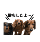 犬＆ベイビー（個別スタンプ：21）