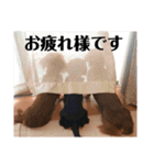 犬＆ベイビー（個別スタンプ：29）