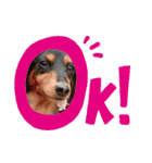 犬＆ベイビー（個別スタンプ：32）