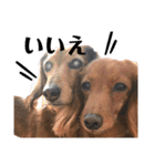 犬＆ベイビー（個別スタンプ：35）