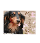 犬＆ベイビー（個別スタンプ：38）