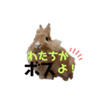 完全版 ドリーとベスの毎日（個別スタンプ：17）