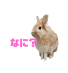 完全版 ドリーとベスの毎日（個別スタンプ：31）