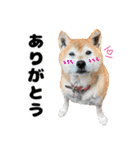 柴犬の小太郎くん2（個別スタンプ：1）