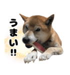 柴犬の小太郎くん2（個別スタンプ：21）