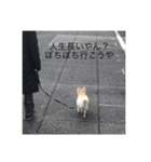 おしゃんぽミルク先輩（個別スタンプ：3）