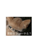 おしゃんぽミルク先輩（個別スタンプ：6）