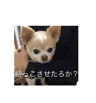 おしゃんぽミルク先輩（個別スタンプ：7）