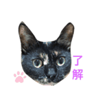 まさむねちゃちゃこんじゅ（個別スタンプ：2）
