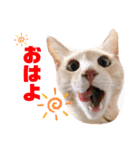 まさむねちゃちゃこんじゅ（個別スタンプ：5）