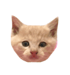 まさむねちゃちゃこんじゅ（個別スタンプ：9）