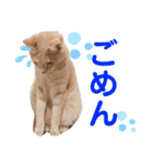 まさむねちゃちゃこんじゅ（個別スタンプ：12）
