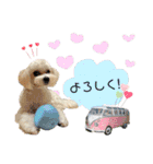 マルチーズ  みるくのスタンプ（個別スタンプ：3）