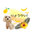 マルチーズ  みるくのスタンプ（個別スタンプ：8）