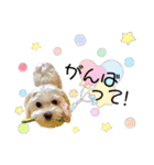 マルチーズ  みるくのスタンプ（個別スタンプ：14）