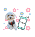 マルチーズ  みるくのスタンプ（個別スタンプ：15）
