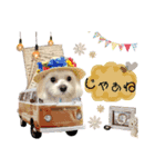 マルチーズ  みるくのスタンプ（個別スタンプ：16）