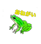 カエルだらけ（個別スタンプ：3）