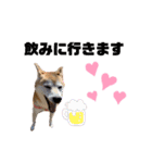 sapi my dog2（個別スタンプ：1）