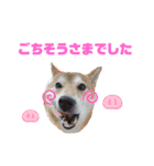 sapi my dog2（個別スタンプ：2）