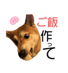 sapi my dog2（個別スタンプ：3）