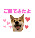 sapi my dog2（個別スタンプ：4）
