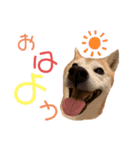 sapi my dog2（個別スタンプ：5）