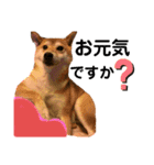 sapi my dog2（個別スタンプ：7）