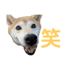 sapi my dog2（個別スタンプ：8）
