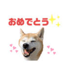sapi my dog2（個別スタンプ：9）