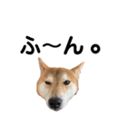 sapi my dog2（個別スタンプ：11）