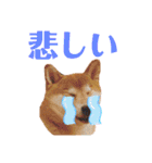 sapi my dog2（個別スタンプ：12）