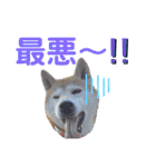sapi my dog2（個別スタンプ：13）