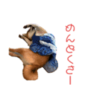 sapi my dog2（個別スタンプ：14）