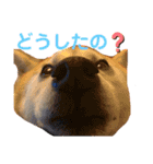 sapi my dog2（個別スタンプ：15）