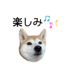 sapi my dog2（個別スタンプ：16）